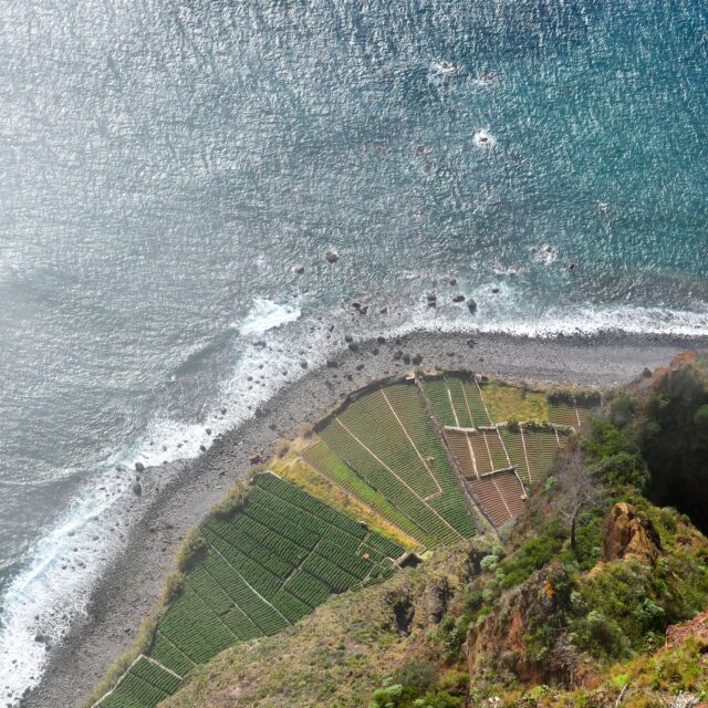 An aerial view of a steep coastal cliff with terraced fields leading down to the ocean.