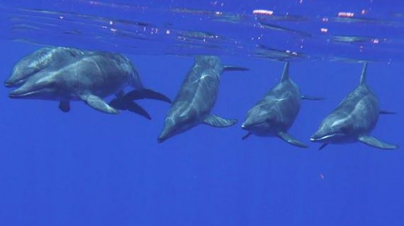 swimming with dolphins madeira funchal, madeira boat rental, madeira boat trips, best of madeira, madeira boat, boat tours madeira, madeira boat tours