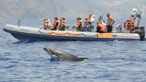 whale watching madeira, Madeira dolphin watching, madeira swimming with dolphins, madeira dolphins swimming, madeira dolphins, swim with dolphins madeira