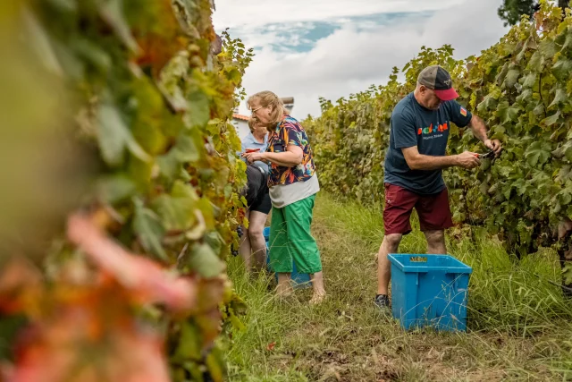 Visitors picking grapes in the vineyards, an immersive experience offered by festivals in Madeira and wineries in Madeira.