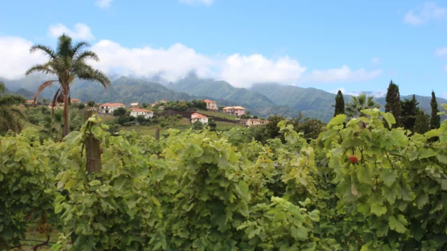 Green Madeira vineyards on mountain slopes.