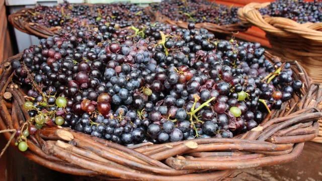 Basket filled with freshly picked Madeira grapes.
