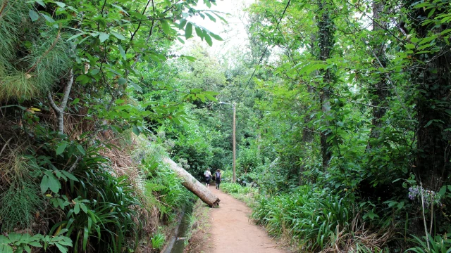 Paradise Valley Levada Walk in Madeira, Vale Paraíso Camacha, lush levada trail immersed in greenery.