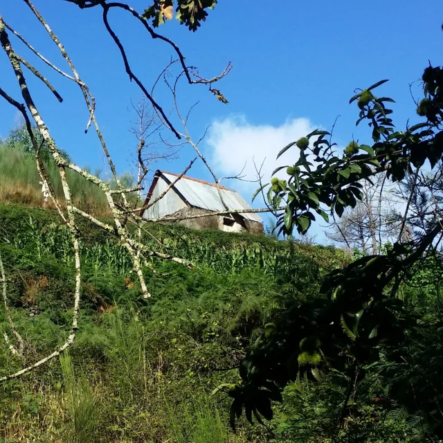 Open countryside view with blue sky during the Paradise Valley Levada Walk, Madeira.