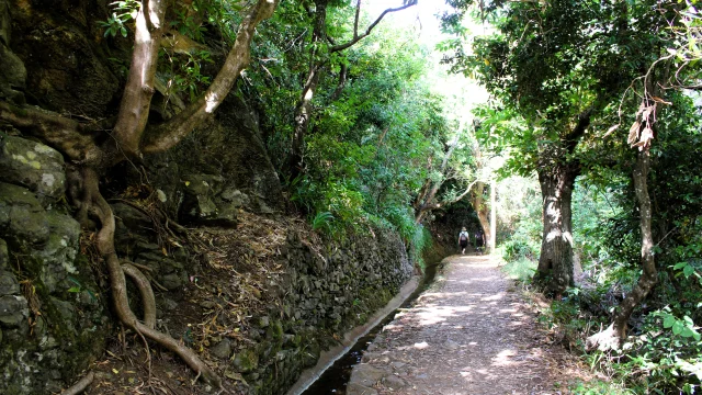 Lush forest scenery on the Paradise Valley Levada Walk, Vale Paraíso Camacha, Madeira.