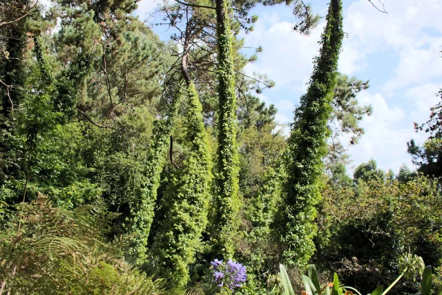 Paradise Valley Walk in Madeira, wide view of Vale Paraíso forest along the levada trail.
