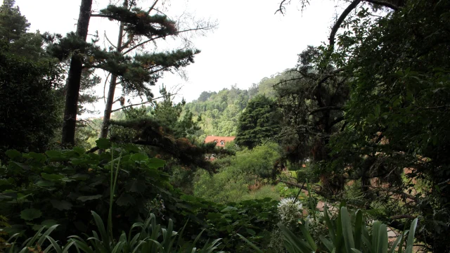 Unique forest scene on the Paradise Valley Levada Walk, Madeira, with a tree branch crossing above the levada path.