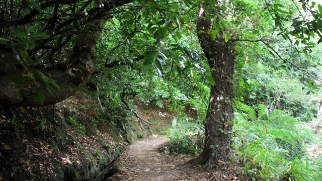 Paradise Valley Walk Madeira, lush vertical greenery along the Levada Vale Paraíso trail.