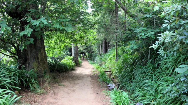 Paradise Valley Levada Walk in Madeira, peaceful levada trail through Vale Paraíso forest.
