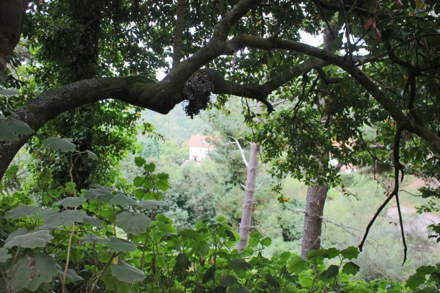 Scenic forest view on the Paradise Valley Levada Walk, Vale Paraíso Camacha, Madeira.