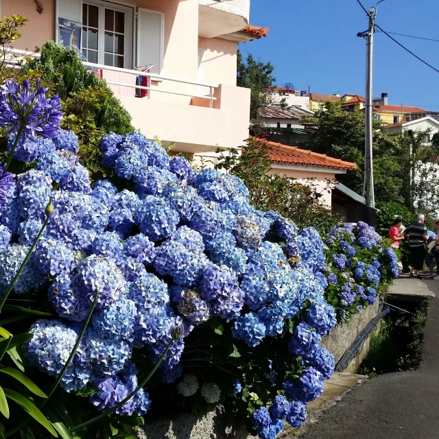 Colourful hydrangeas along the Paradise Valley Walk in Madeira, Vale Paraíso Camacha.