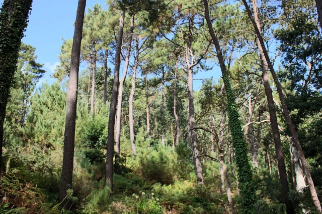 Madeira Paradise Valley Walk through Vale Paraíso Camacha forest with tall pine trees and blue sky.