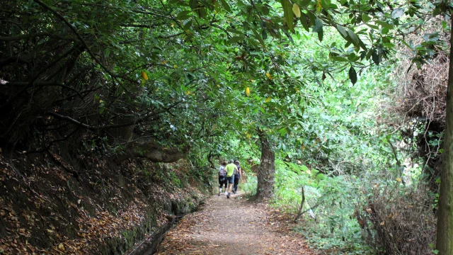 Paradise Valley Levada Walk Madeira, easy levada trail in Vale Paraíso Camacha with tourists enjoying the forest path.